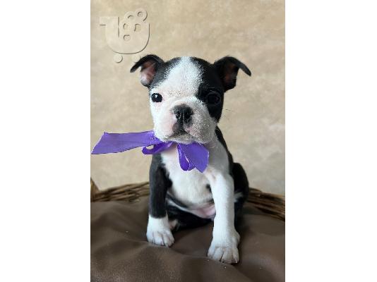 Boston Terrier – θηλυκό κουτάβι